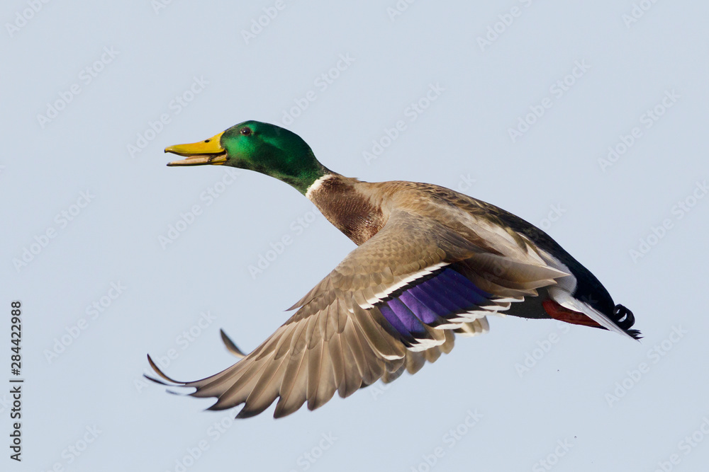 Fototapeta premium Mallard Drake Calling in Flight