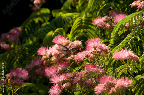 A hummingbird feeds from a pink flower.