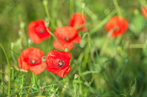 Red poppies