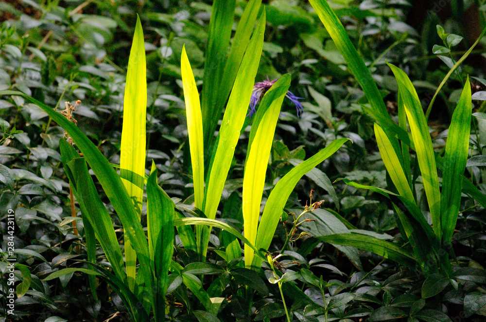 Obraz premium Backlit leaves in garden.