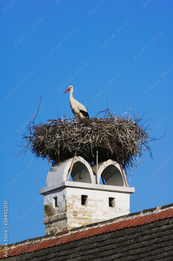 Fototapeta premium White Stork, Ciconia ciconia, adult on nest on chimney,Rust, National Park Lake Neusiedl, Burgenland, Austria, April
