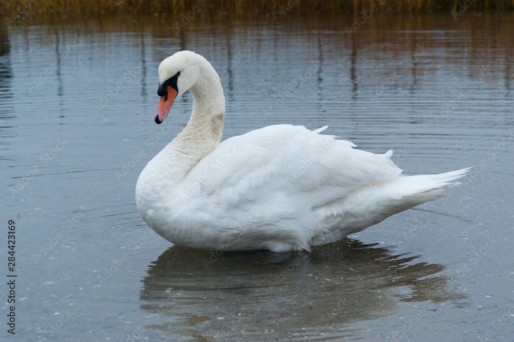 White swan