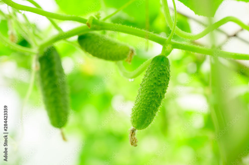 Beautiful small cucumbers on a branch inside hothouse Beautiful small cucumbers on a branch inside hothouse