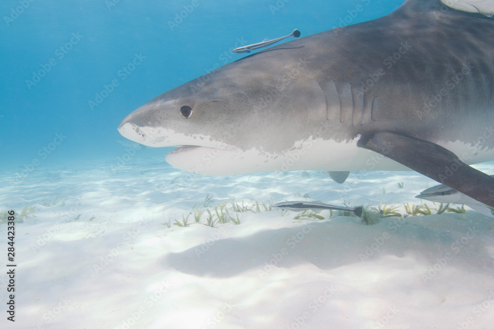 Fototapeta premium Tiger Sharks (Galeocerdo cuvier) Northern Bahamas