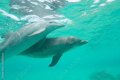 Bottlenose Dolphins  Tursiops truncatus  Caribbean Sea near Roatan  Honduras 