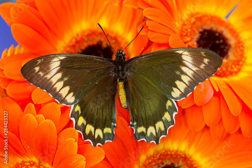 Madyes Swallowtail Butterfly, Battus madyes buechi wings open photo