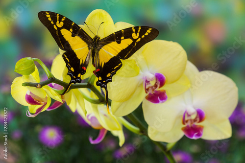 The Orange Kite Swallowtail Butterfly, Eurytides thyastes photo