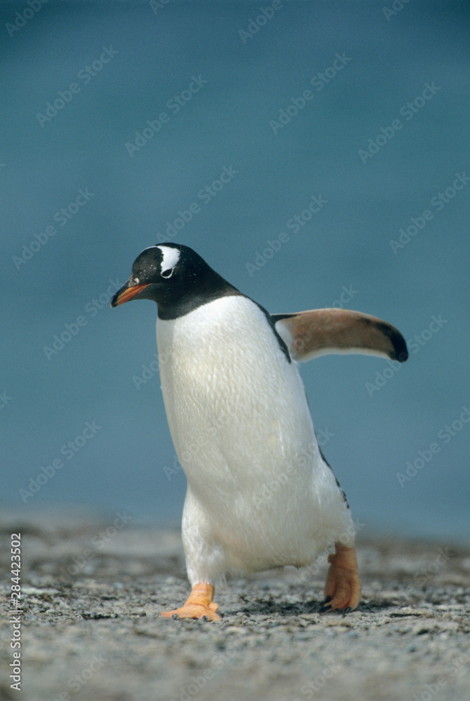 Naklejka premium Gentoo Penguin, (Pygoscelis papua), walking, Falkland Islands, S. Atlantic.