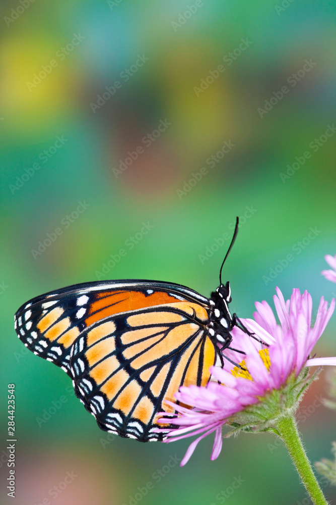 Viceroy Butterfly a mimic of the Monarch butterfly, Limenitis archippus Viceroy Butterfly a mimic of the Monarch butterfly, Limenitis archippus