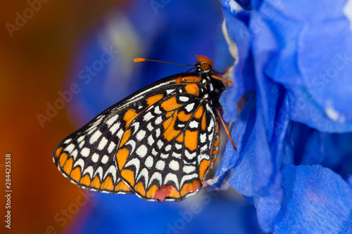 Colorful Baltimore Checkered Spot Butterfly, Euphydryas phaeton photo