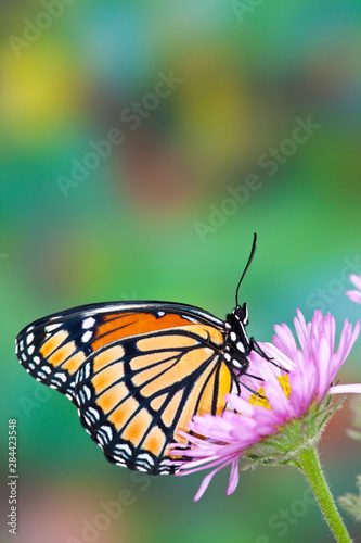 Viceroy Butterfly a mimic of the Monarch butterfly  Limenitis archippus