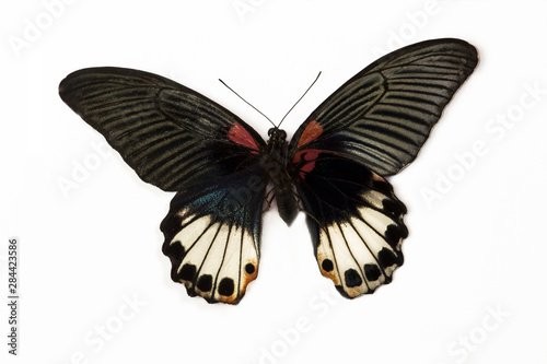 Great Mormon Swallowtail Butterfly, Papilio Memnon female comparing top (right) wings and bottom (left) wings.