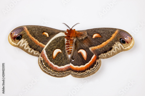 Cecropia Silk Moth, Red Robin, Hyalophora cecropia female comparing upper and underside wings