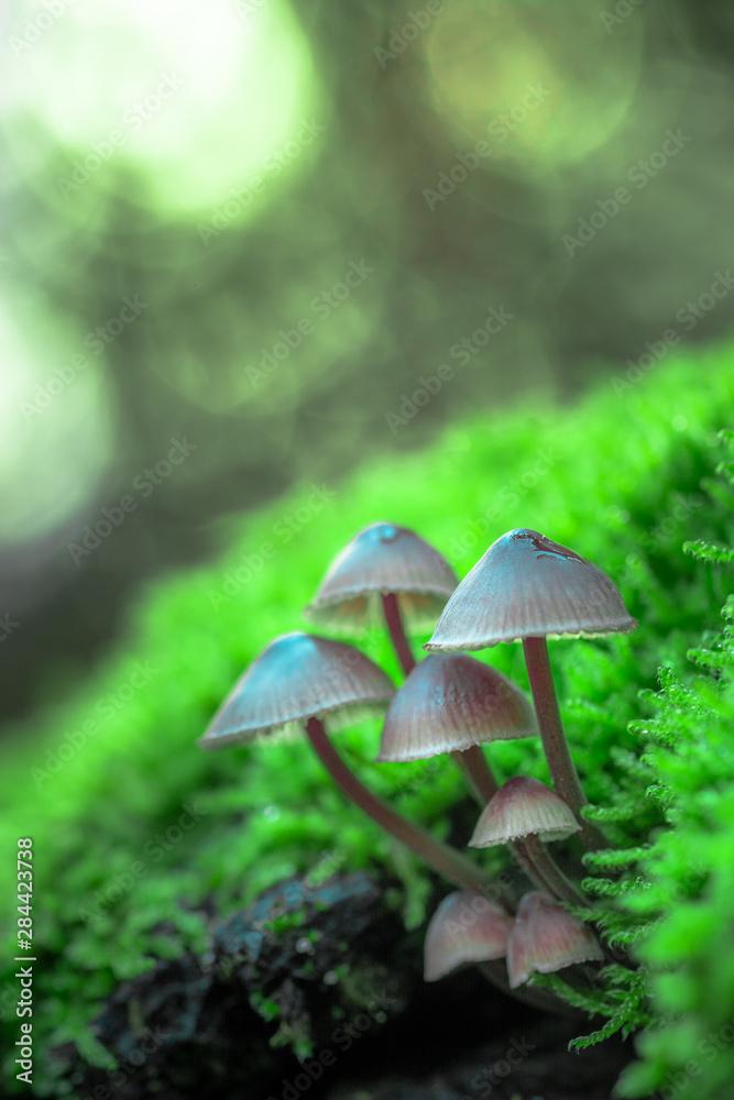 piccolo gruppo di piccoli funghi nel sottobosco piccolo gruppo di piccoli funghi nel sottobosco