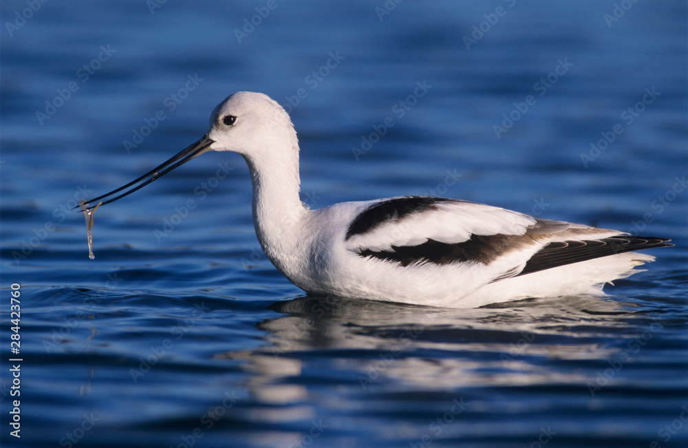 Obraz premium American Avocet (Recurvirostra americana), adult winter plumage, Rockport, Texas, USA, December
