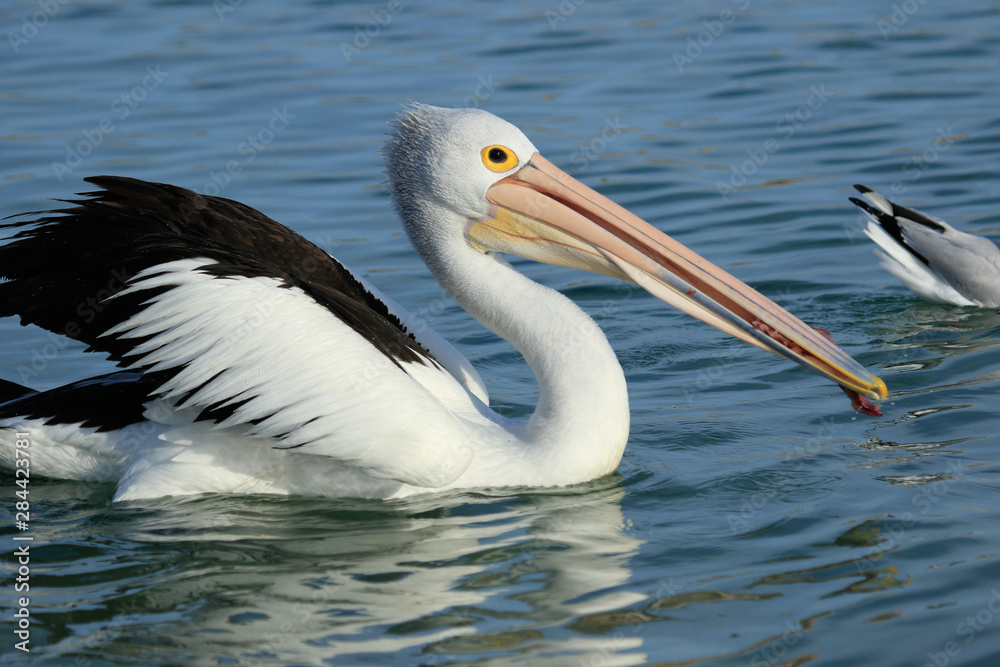 Australian Pelican Australian Pelican