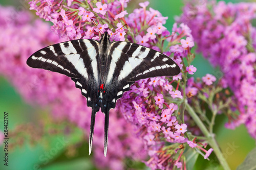 Photography Zebra Swallowtail Butterfly, Eurytides marcellus