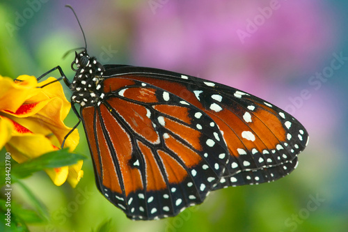 Queen Butterfly, Danaus gilippus © Darrell Gulin/Danita Delimont