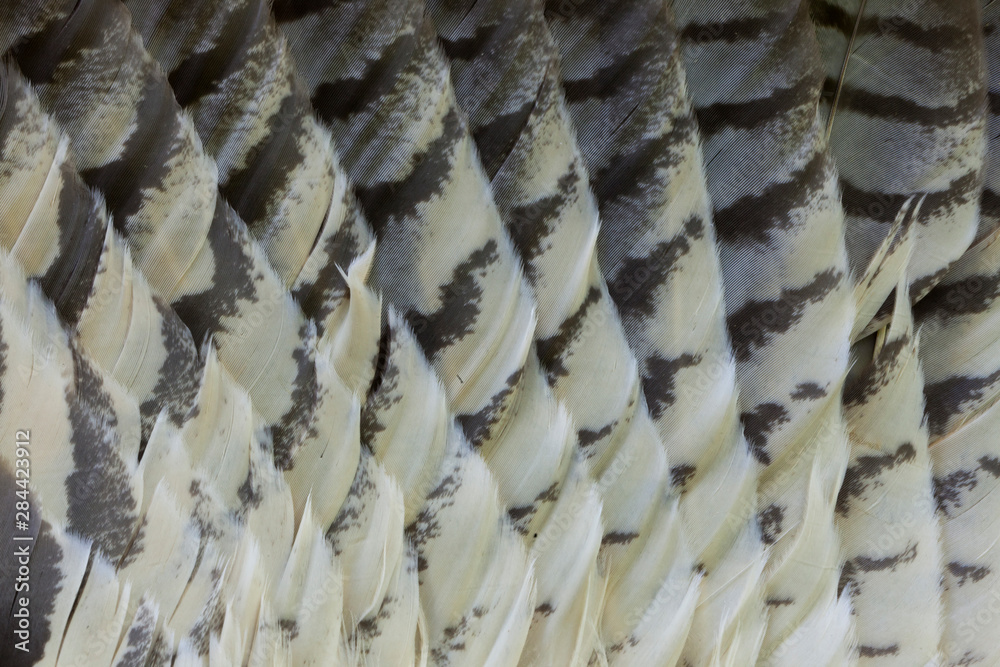 Great Horned Owl tail feather pattern fanned out