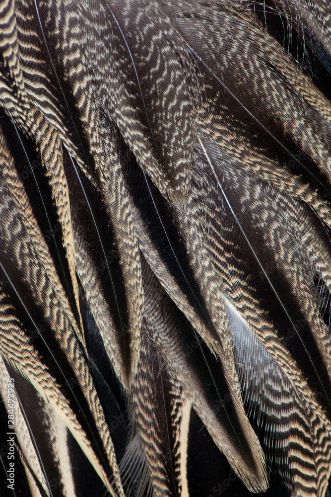 Fototapeta premium Northern Pintail Feather Detail