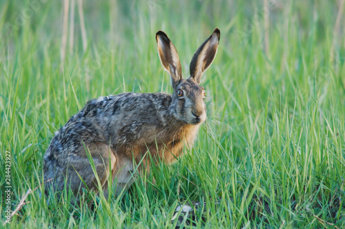 Brown Hare, Lepus europaeus, National Park Lake Neusiedl, Burgenland, Austria, April