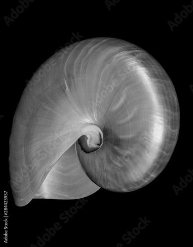 USA, Nautilus Oblique