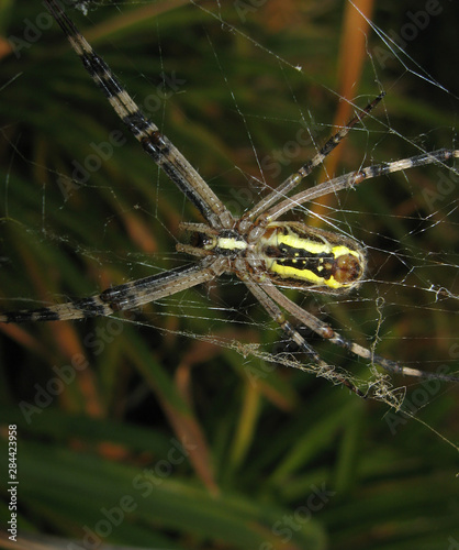 Argiopa Spider on the web © eleonimages