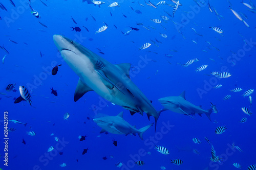 Fiji. Close-up of bull sharks. Credit as: Jones & Shimlock / Jaynes Gallery / DanitaDelimont.com