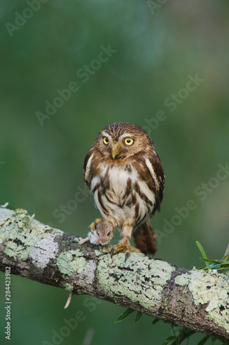 Ferruginous Pygmy-Owl, Glaucidium brasilianum, adult, Willacy County, Rio Grande Valley, Texas, USA, May