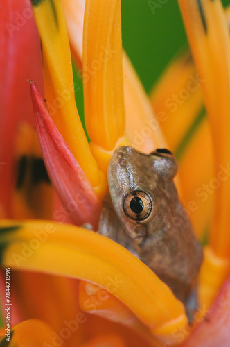 Emerald Glass Frog, Centrolene prosoblepon, adult in Heliconia Flower(Heliconia psittacorum), Central Pacific Coast, Costa Rica, Central America, December photo