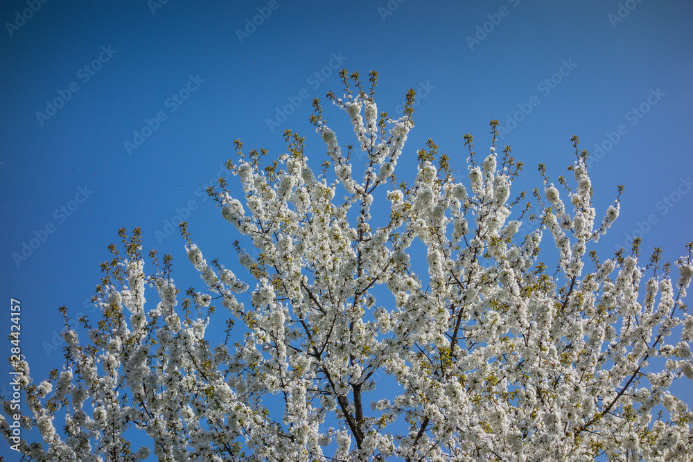 The tips of white exploding blossoms against a deep blue sky