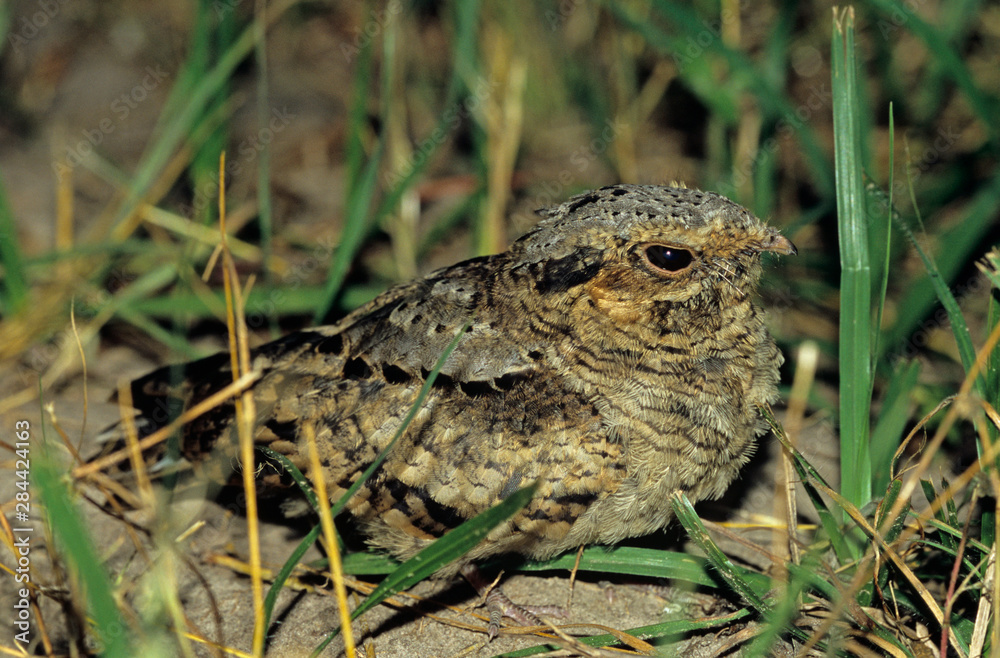 Common Pauraque, Nyctidromus albicollis,young at night on nest, The Inn at Chachalaca Bend, Cameron County, Rio Grande Valley, Texas, USA, May Common Pauraque, Nyctidromus albicollis,young at night on nest, The Inn at Chachalaca Bend, Cameron County, Rio Grande Valley, Texas, USA, May