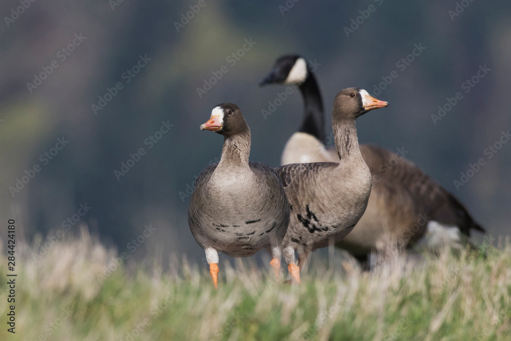 Greater White-fronted Geese and Canada Goose Greater White-fronted Geese and Canada Goose