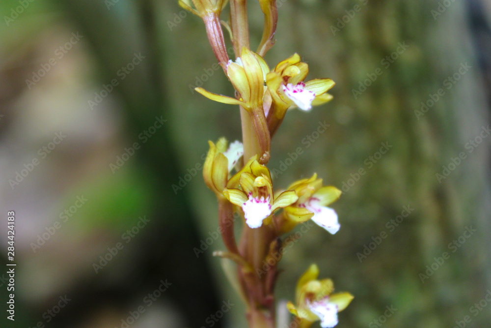 flor flor