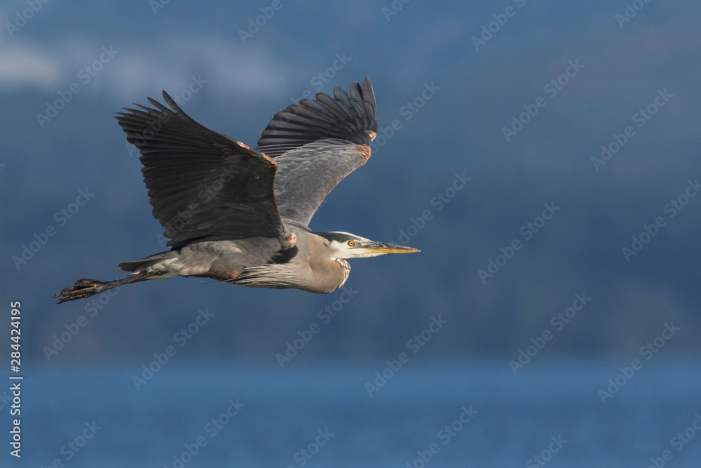 Obraz premium Great Blue Heron in Flight