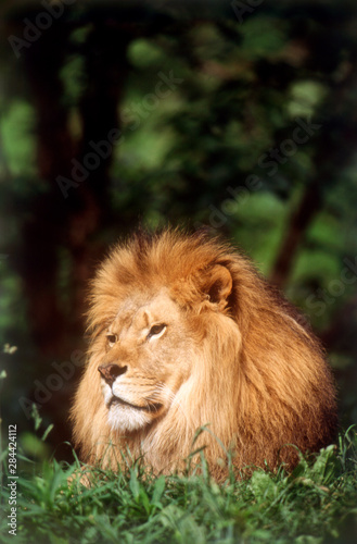 Adult male Lion  Panthera Leo 