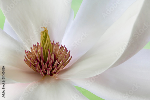 Detail of magnolia flower. 