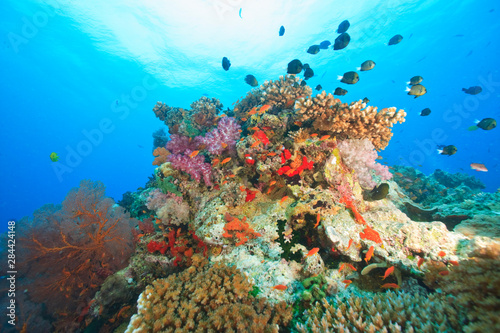 Fototapeta Naklejka Na Ścianę i Meble -  Damselfish on colorful coral reef, Bligh Water, Viti Levu, Fiji, South Pacific