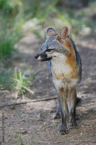 Gray Fox, Urocyon cinereoargenteus, adult, Hill Country, Texas, USA, June