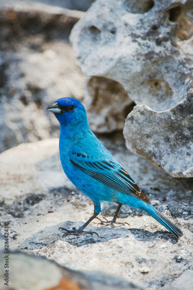 Indigo Bunting, Passerina cyanea, male, Uvalde County, Hill Country, Texas, USA, April Indigo Bunting, Passerina cyanea, male, Uvalde County, Hill Country, Texas, USA, April