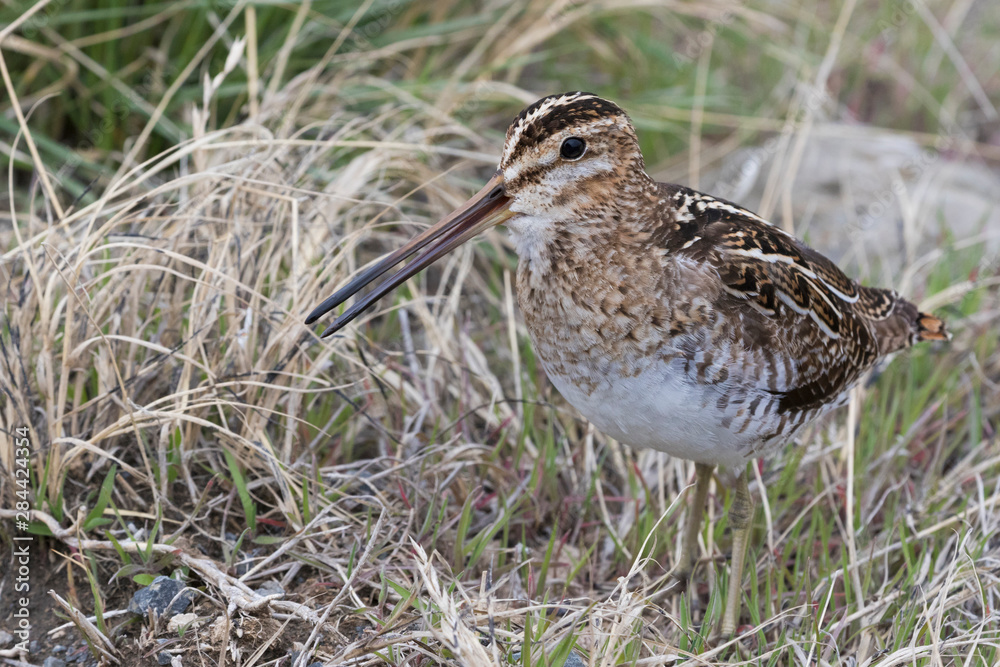 Common snipe calling Common snipe calling
