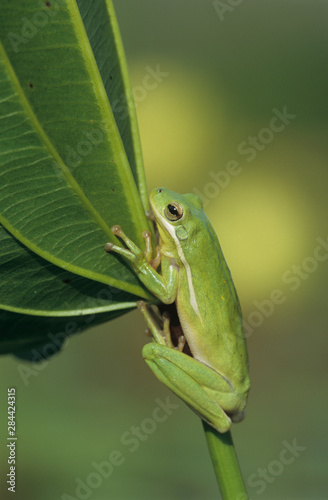 Green Treefrog, Hyla cinerea, adult, Lake Corpus Christi, Texas, USA, May