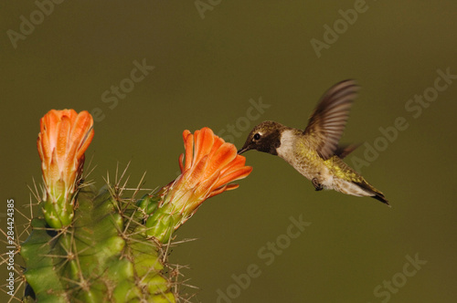 Black-chinned Hummingbird, Archilochus alexandri, male in flight feeding on Claret Cup Cactus (Echinocereus triglochidiatus), Uvalde County, Hill Country, Texas, USA, April photo