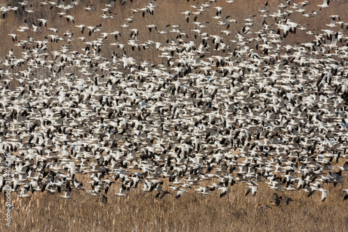 Large flock of Ross's geese taking flight