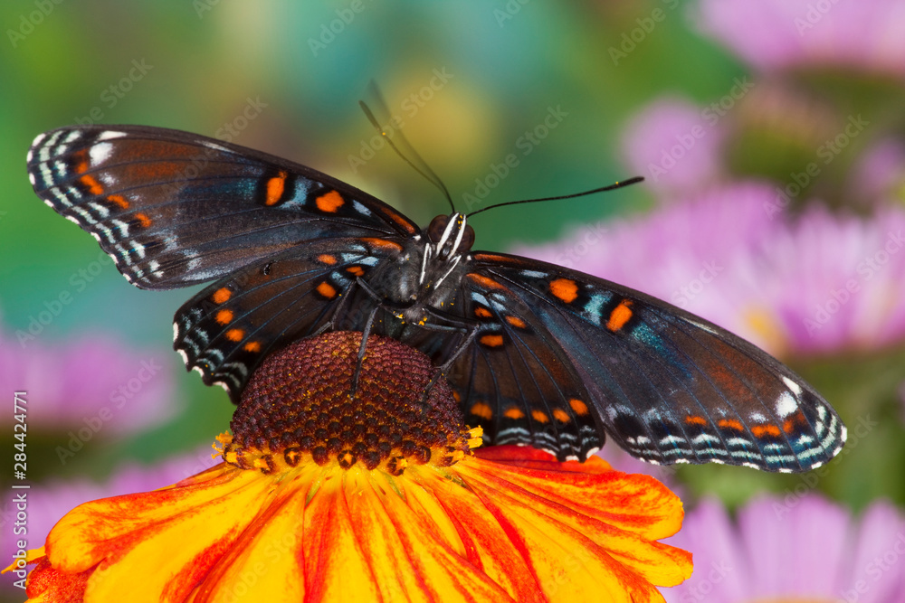 Obraz premium Red Spotted Purple Butterfly, Limenitis astyanax