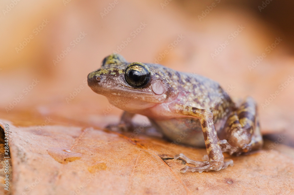 Obraz premium Cliff Chirping Frog, Eleutherodactylus marnockii, adult on leaf litter, Uvalde County, Hill Country, Texas, USA, April