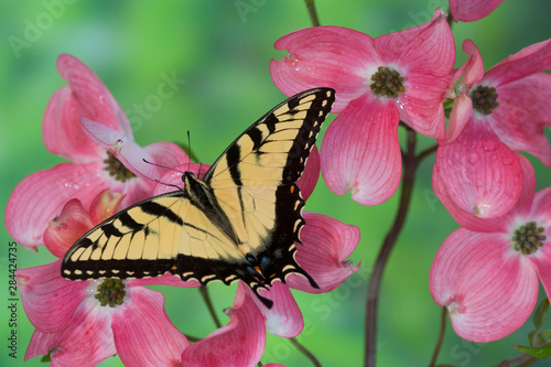 Eastern Tiger Swallowtail Papilio glaucus photo