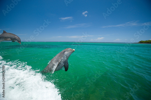 Bottlenose Dolphins (Tursiops truncatus) Carribean Sea near Roatan, Honduras  © Stuart Westmorland/Danita Delimont