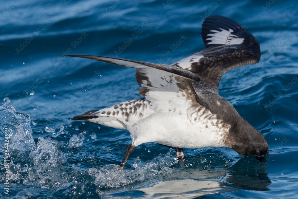 Cape Petrel