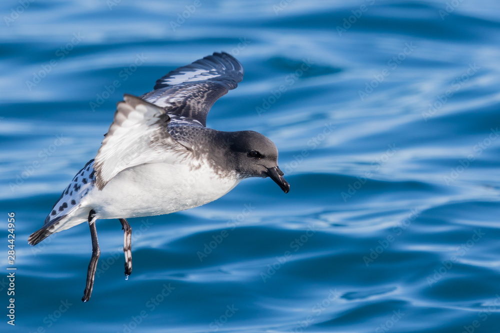 Cape Petrel Cape Petrel